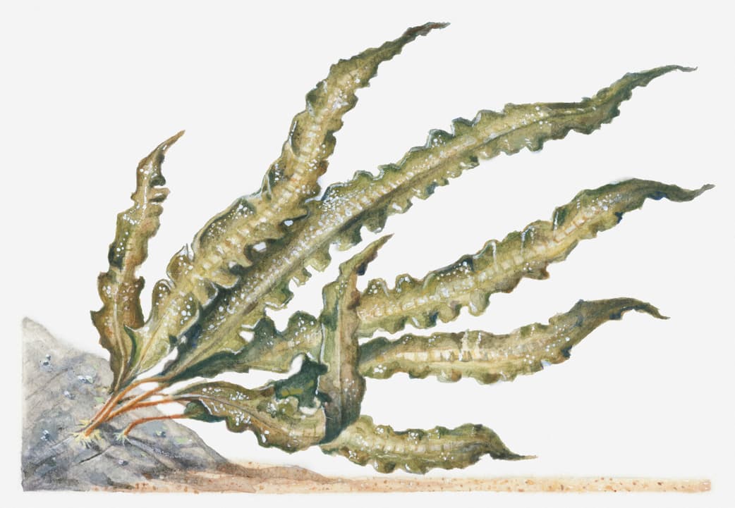 Prueba las propiedades del fucus para adelgazar