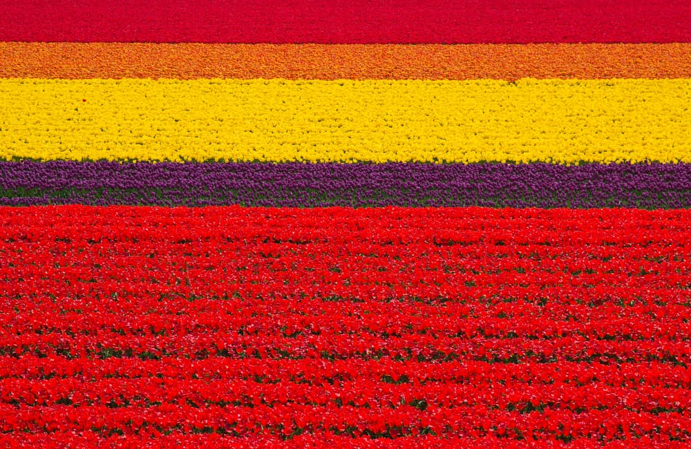 12 destino ideales para viajar por el mundo si amas las flores