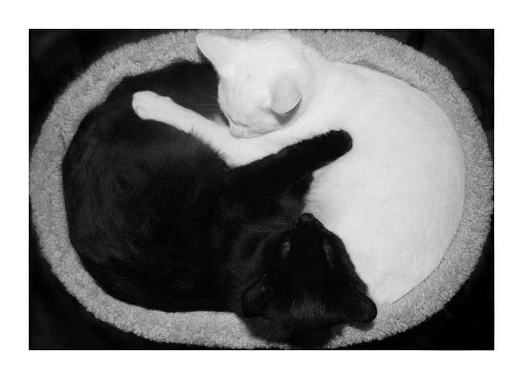 Estos gatitos son como el Yin y el Yang, y nos demuestran lo HERMOSO en lo diferente