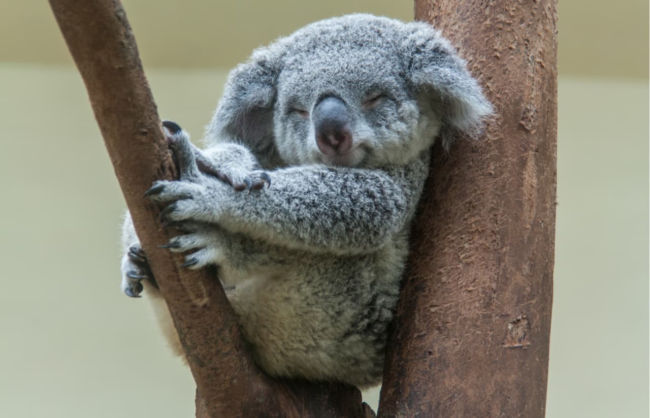 'Adopta un koala': la tierna iniciativa para ayudar a estos animales en peligro de extinción