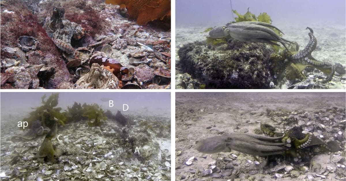 Octlantis: la misteriosa ciudad de los pulpos perdida en la costa australiana