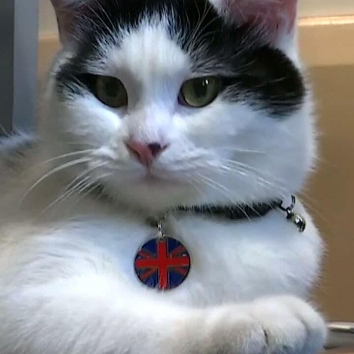Este gato trabaja en una embajada y tiene mucho que enseñar sobre diplomacia (y ternura)