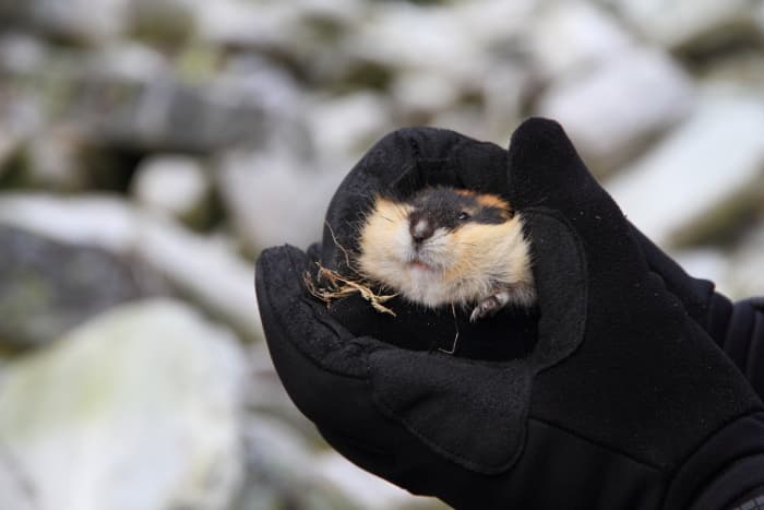 Esta es la verdad sobre los lemmings y sus supuestas costumbres suicidas