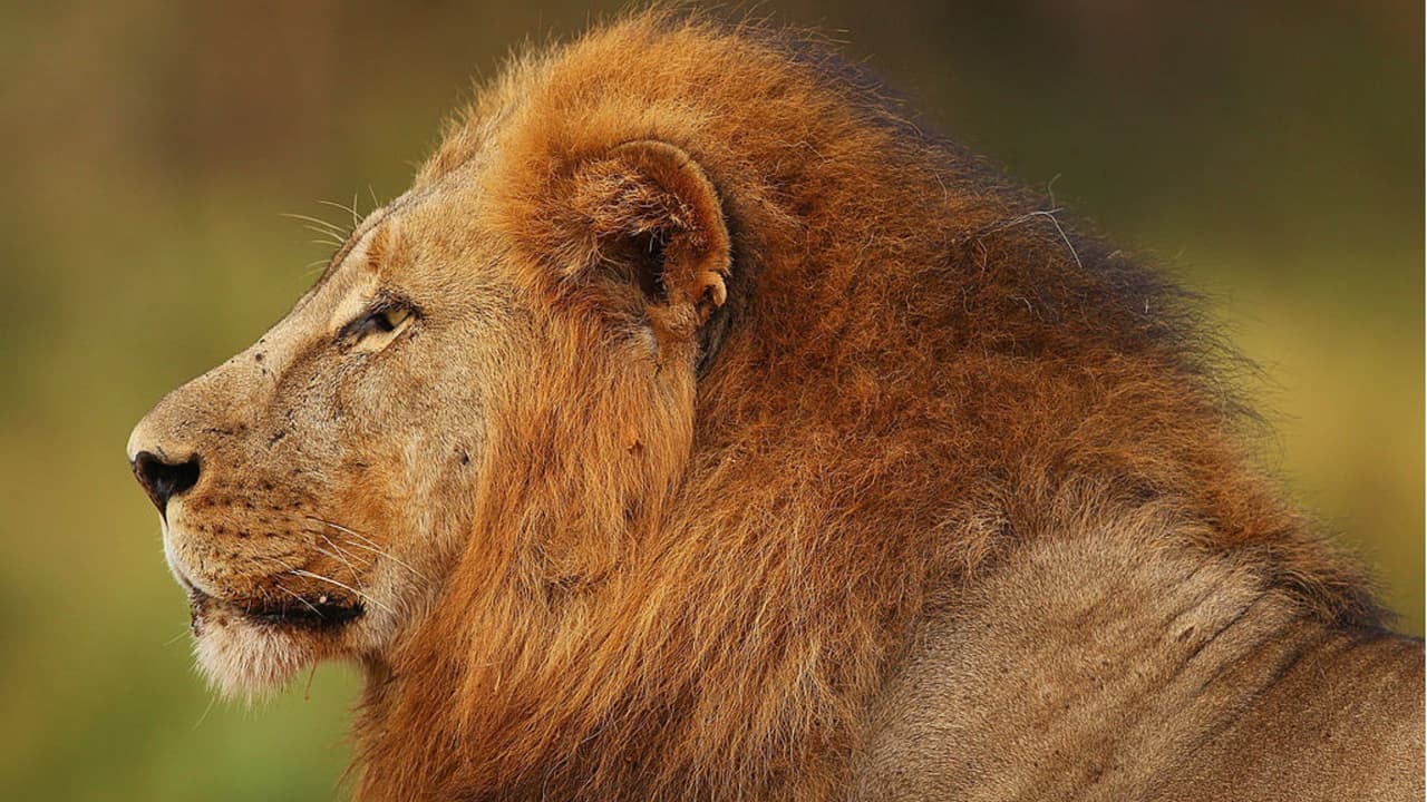 Los rinocerontes están en peligro y este caso captó la atención del mundo entero