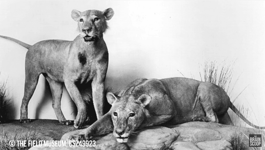 Conoce la misteriosa historia de los devoradores de hombres de Tsavo