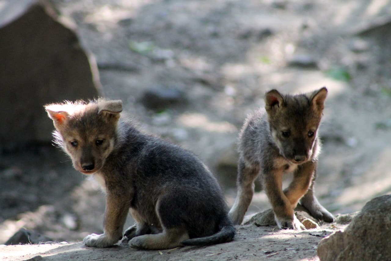 Nacieron cachorritos de lobo mexicano y están aprendiendo a aullar: son muy tiernos