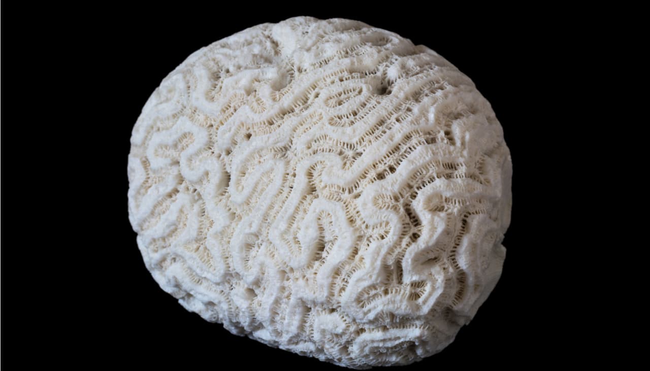 Los cerebros de dinosaurios no son como la ciencia esperaba, por fin se pudo ver uno