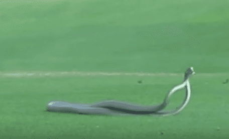 Esta feroz pelea entre mambas negras en pleno campo de golf es lo más sorprendente que verás hoy