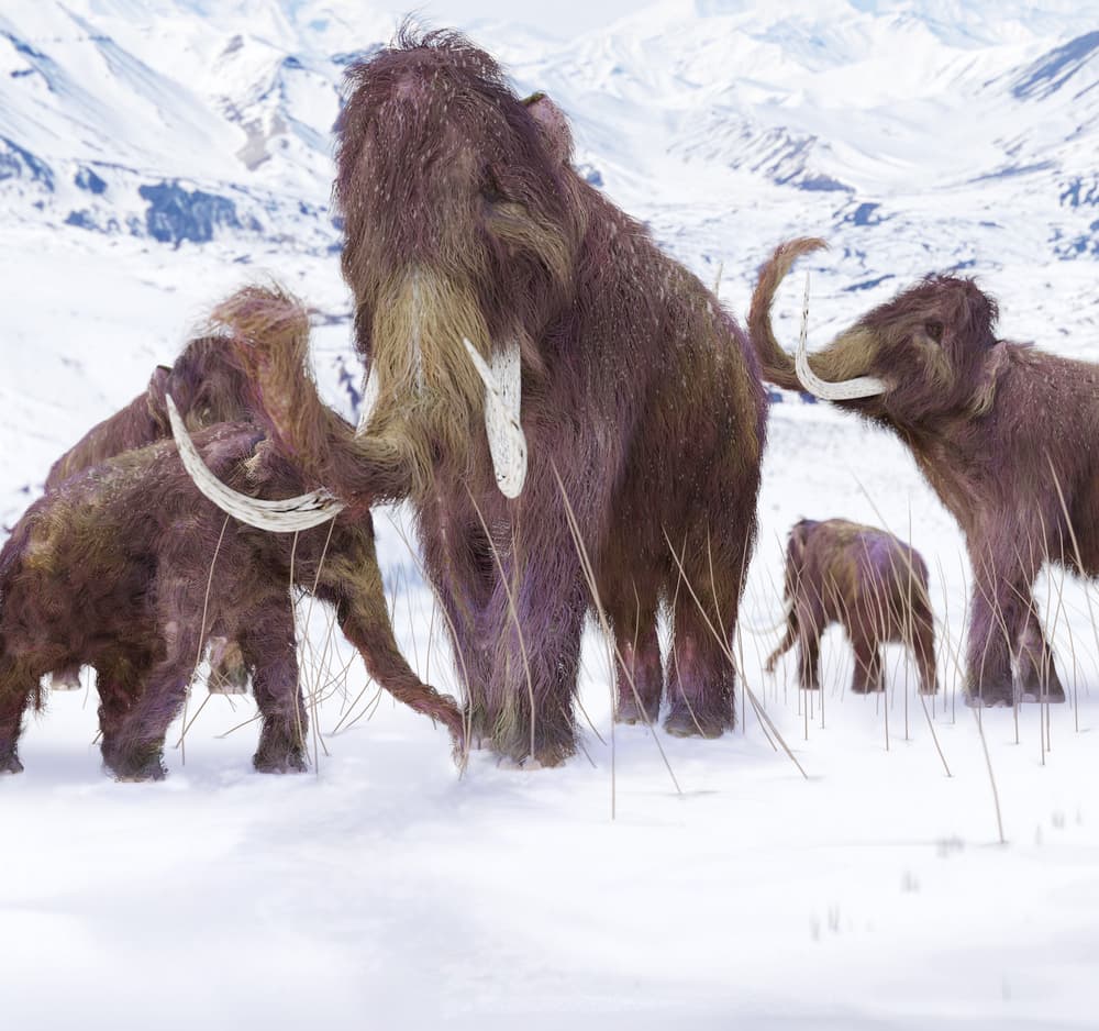 ¿El mamut lanudo podría resurgir de la extinción? Esto dice la ciencia