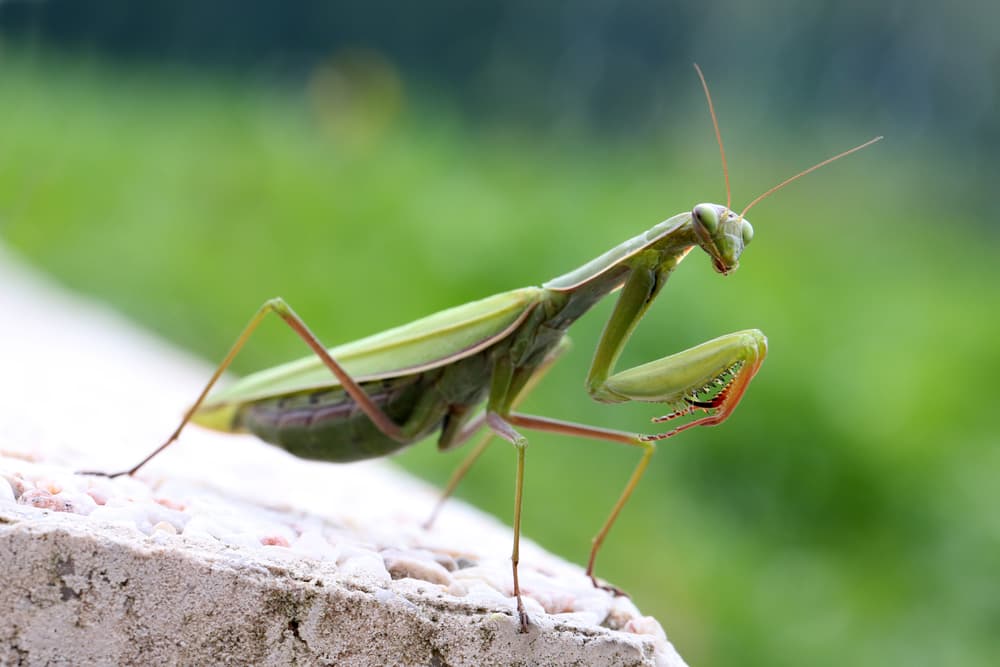 La impactante foto de una mantis religiosa devorando a un colibrí es lo más increíble que verás hoy 