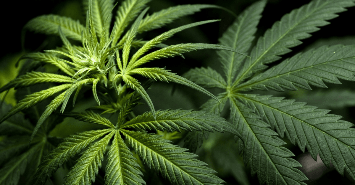 Falta marihuana en este país y queremos entender: ¿qué pasó?