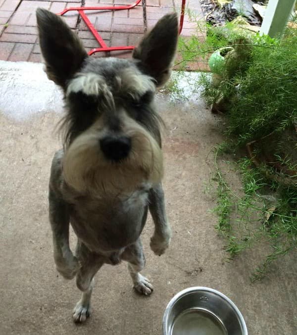 ¡Rayos! Estos animales están muy enojados y se ven... igualmente tiernos