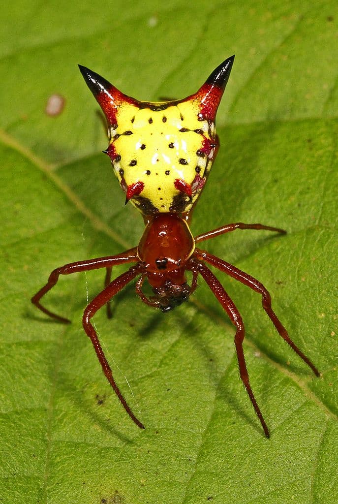¡Arachú, yo te elijo! Conoce a la especie de araña que se parece a Pikachu