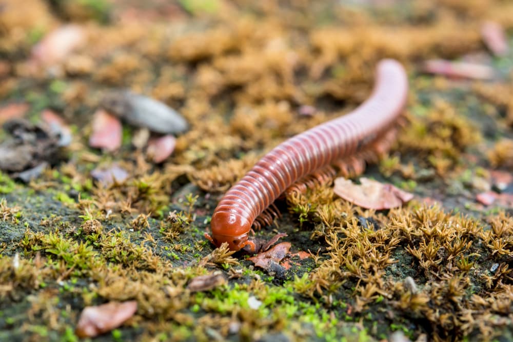4 penes y 414 pies: Esta es la nueva especie descubierta de milpiés