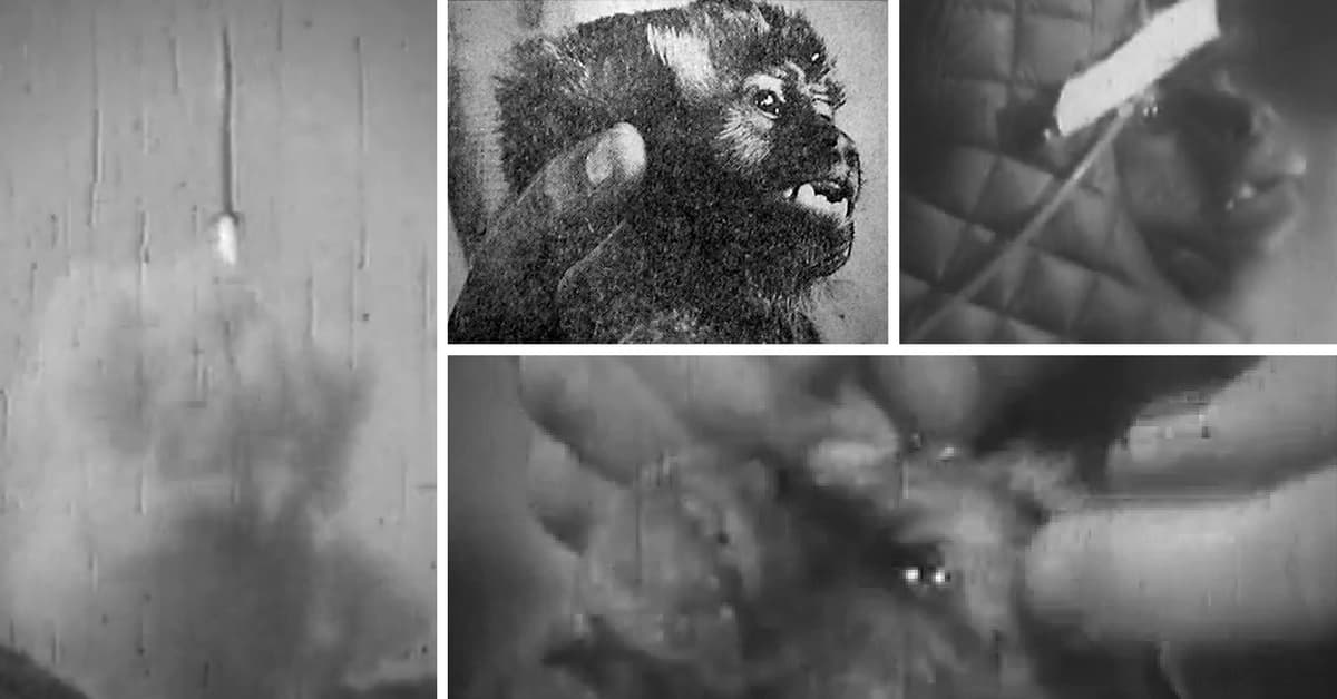 ¿Sabías que Argentina mandó un astronauta al espacio? Se llamaba Juan... ¡y era un mono!