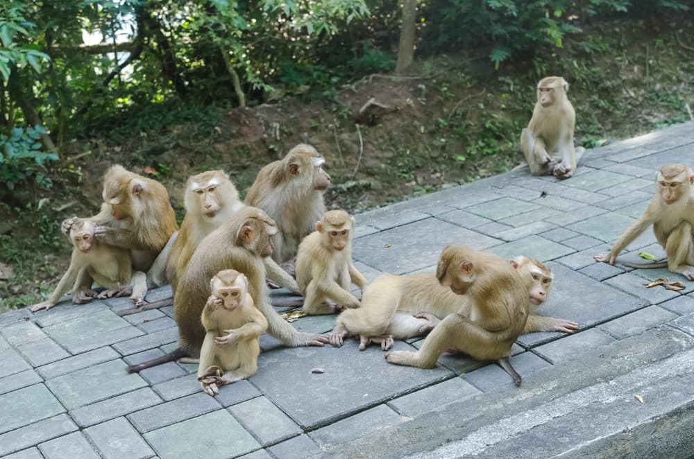 Los monos que consumen menos calorías tienen vidas más largas y saludables, según un estudio 