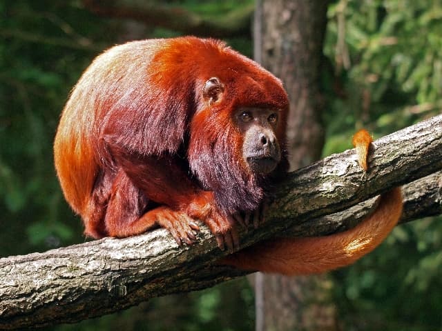 7 animales de un increible color rojo que realmente tienes que ver ...