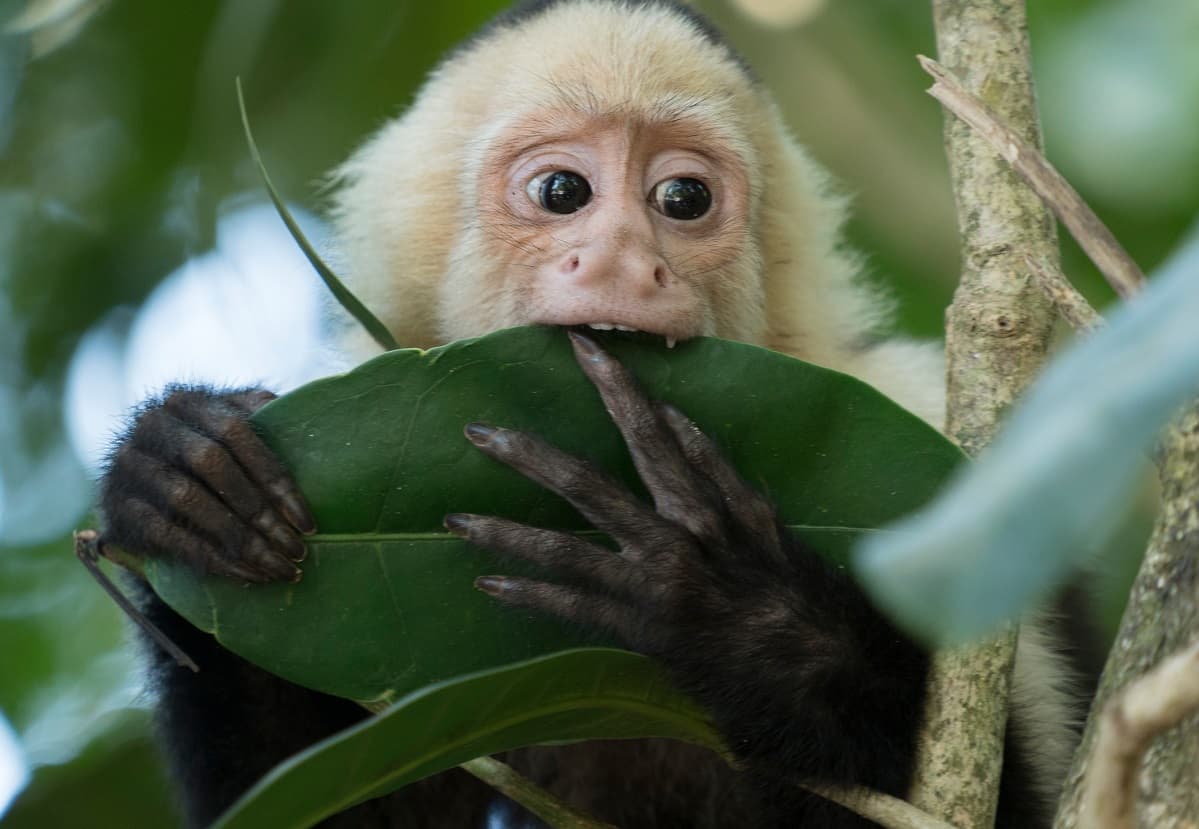 Un mono capuchino llamó la atención de la policía de California cuando atendieron una llamada al 911 y no encontraron a ninguna persona en riesgo, ni cerca del teléfono.