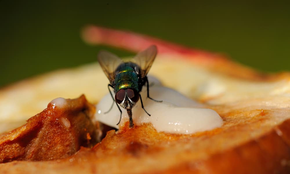 La repugnante razón por la que NUNCA deberías comer algo en que una mosca se posó