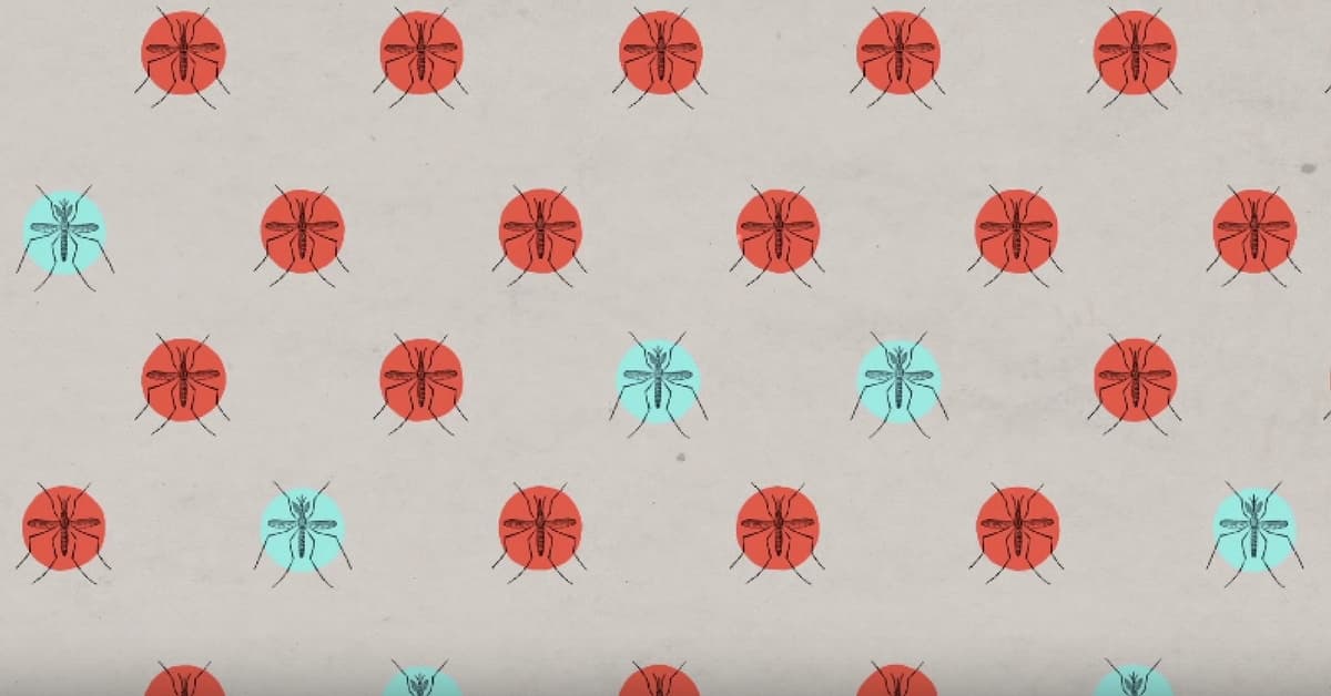 Google soltará 20 millones de mosquitos genéticamente modificados para combatir el zika