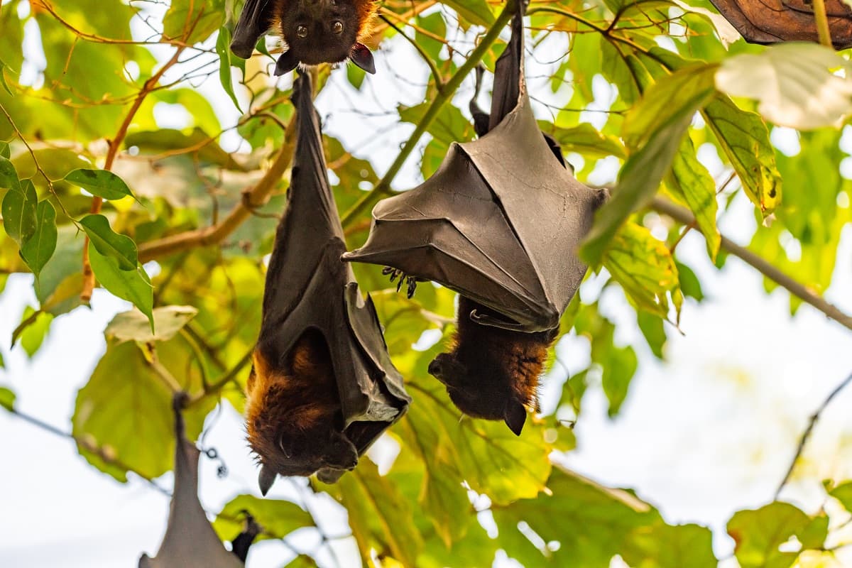 Los murciélagos podrían ayudar a encontrar la cura contra el cáncer, según expertos