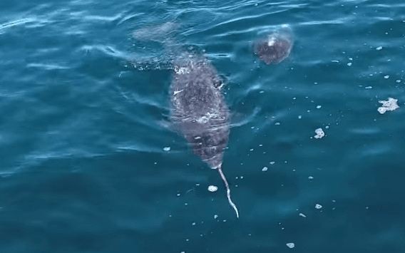 Esta grabación revela el propósito de los colmillos de los narvales y no te lo querrás perder