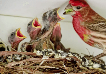 Aves utilizan colillas de cigarrillos para librarse de las garrapatas en una guerra química