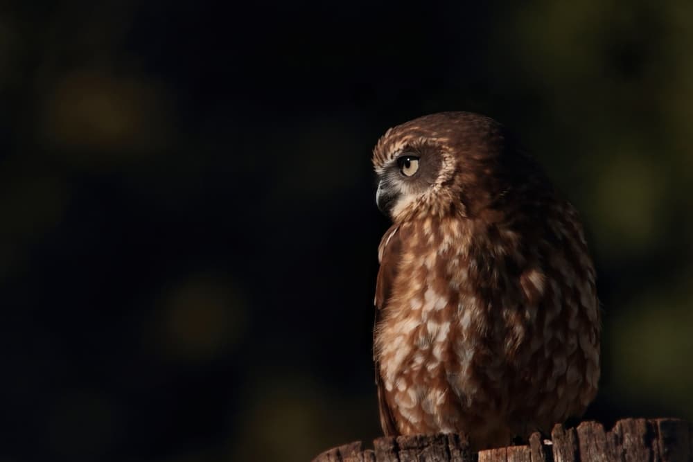 Si eres una persona nocturna, no es tu culpa: está escrito en tus genes 