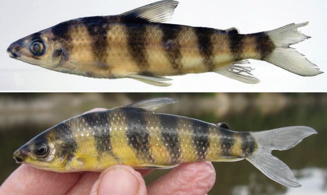 Descubren nuevo pez en Sudamérica y llevará el nombre de una cantante irlandesa