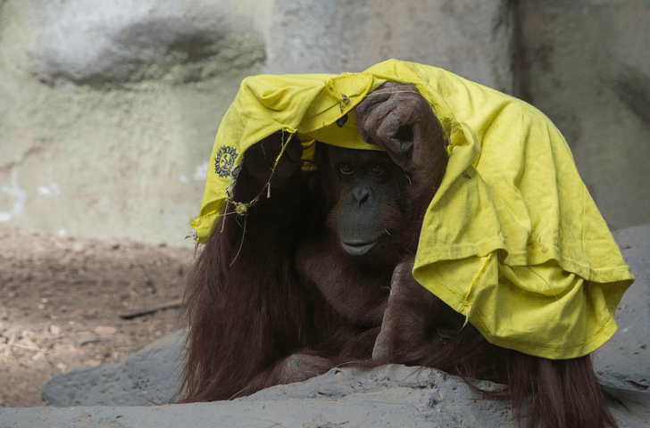 Sandra, el caso que marcó un antes y un después en los derechos de los animales