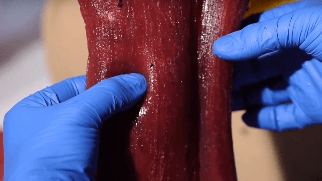 Estos órganos 3D son la perfecta imitación de órganos reales y son capaces de sangrar