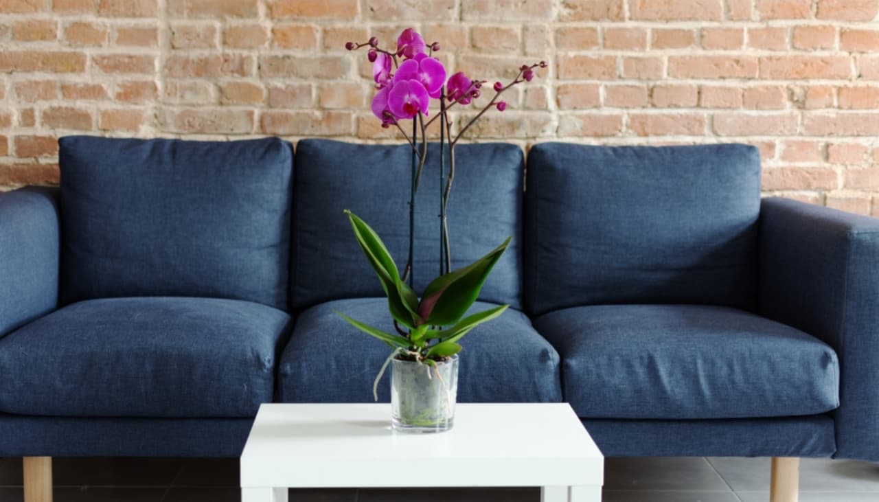 Las orquídeas son las flores más elegantes: cómo cuidarlas para que siempre luzcan bellas