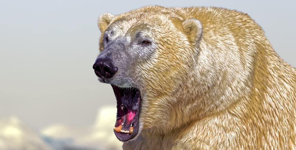 Dos osos polares atacan y matan a un trabajador de un radar militar en el Ártico 