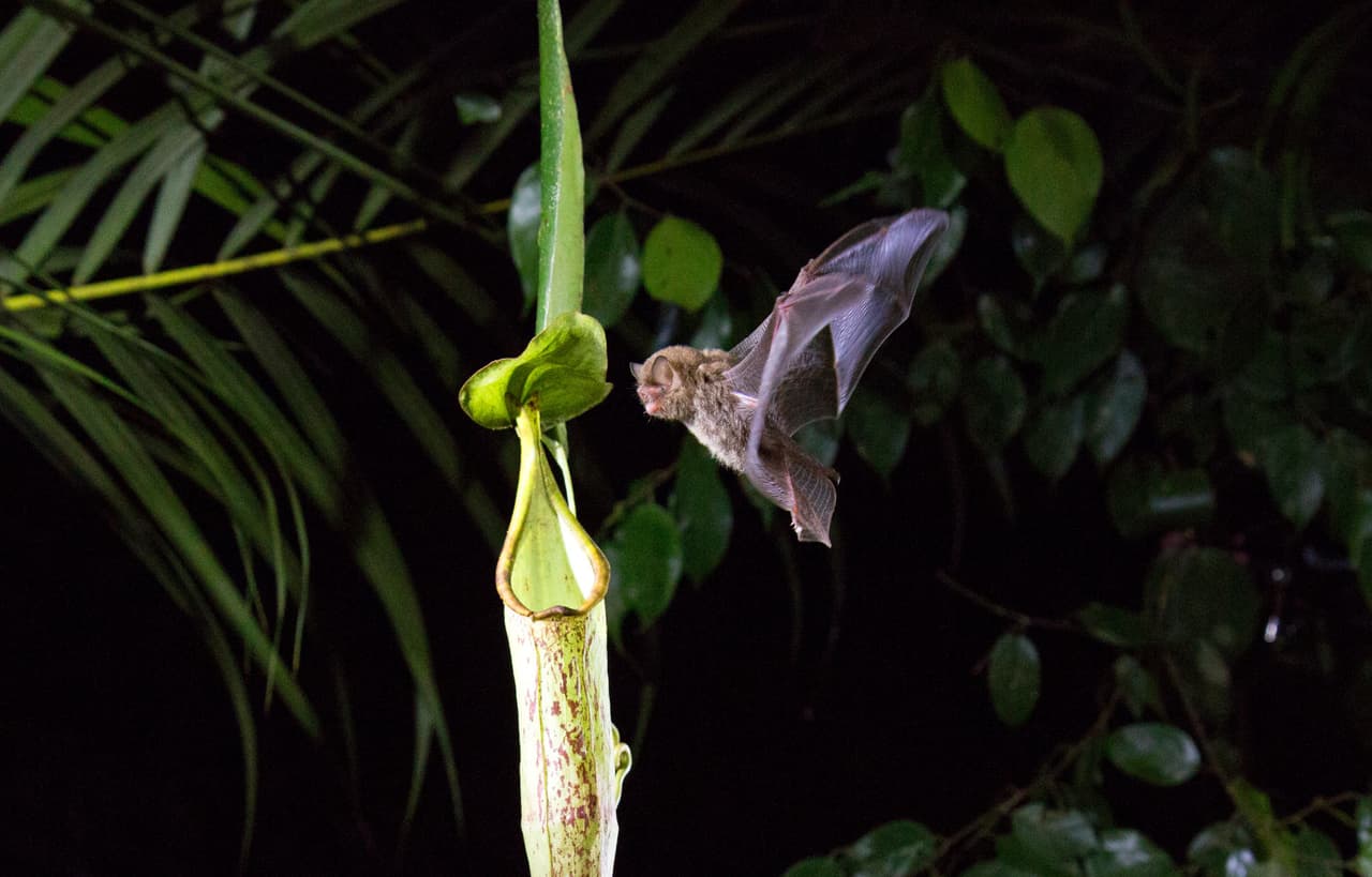 Netflix anuncia una serie de la naturaleza al estilo BBC y se ve increíble