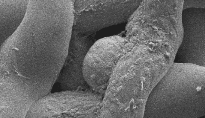 Ovarios impresos en 3D han permitido a ratones infértiles dar a luz