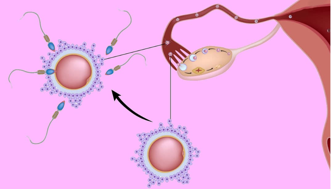 ¿Cuál es el origen y función del orgasmo en las mujeres?