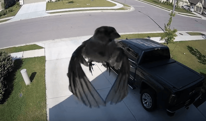 Un pájaro fue capturado flotando, ¿cómo es posible?