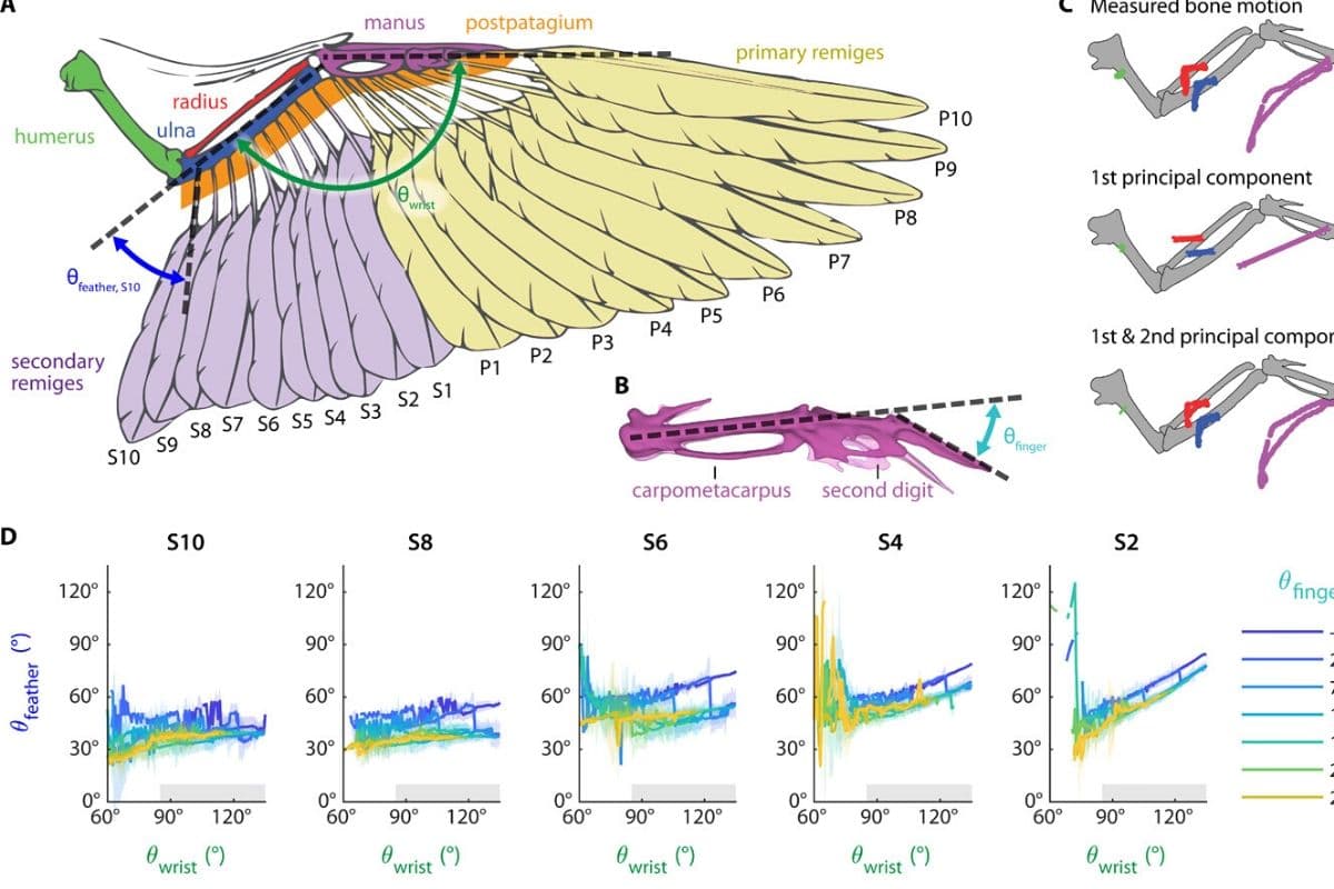 ¿Es un pájaro o un avión? Ninguna: es un dron con alas de ave y estamos sorprendidos
