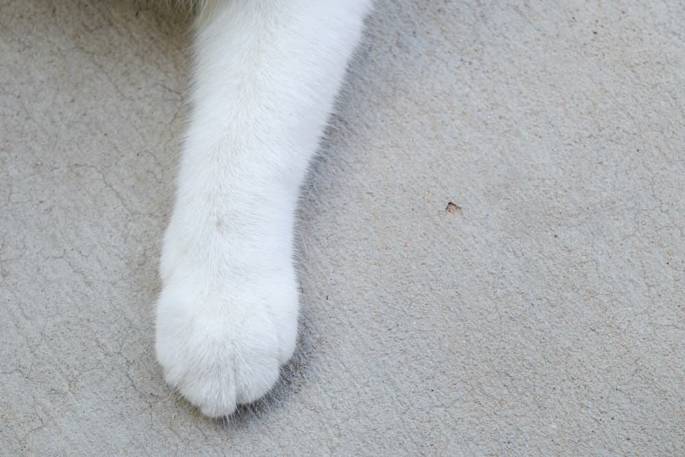 ¿Amas el meme del gato de la mesa? El minino tiene Instagram y sus fotos valen ORO
