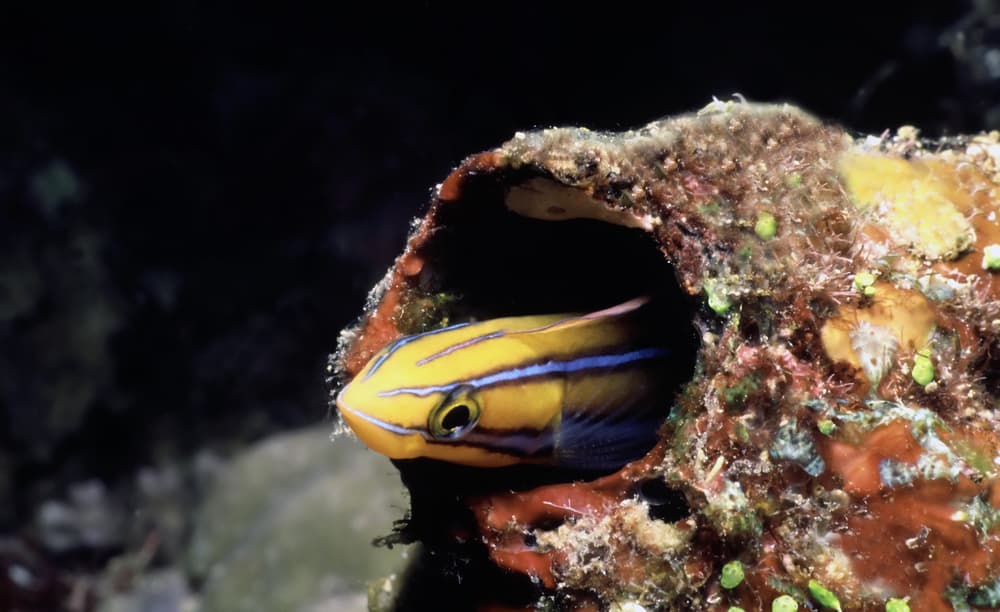 Este pequeño pez inyecta un veneno similar a la heroína a sus depredadores través de sus grandes colmillos