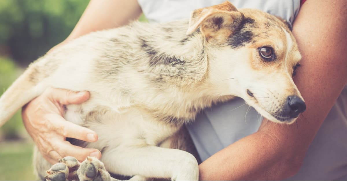 La muerte de un perrito despertó la indignación e importantes debates sobre maltrato animal