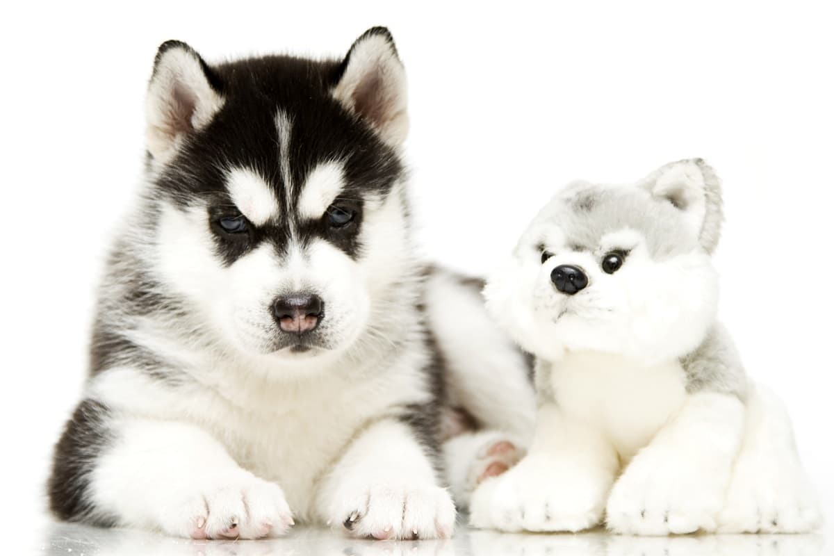 ¿Te gustaría tener una versión de tu mascota en peluche? Así no la extrañarás tanto cuando esté lejos