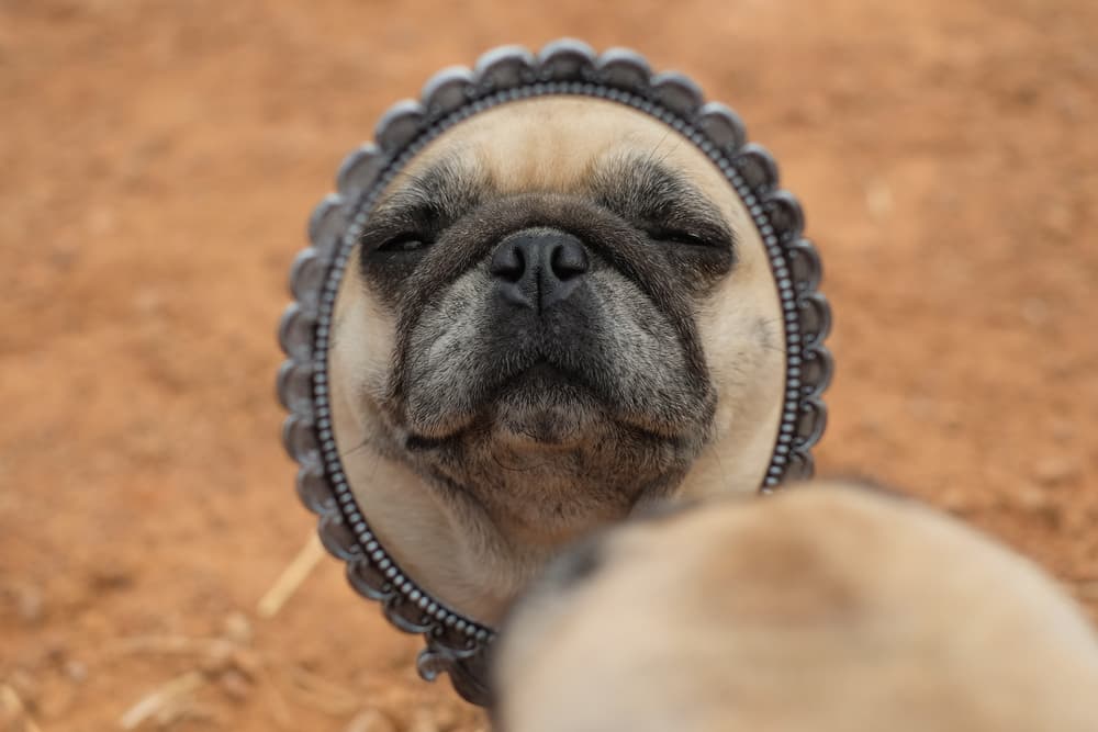 ¿Qué sucede cuando los perros se miran al espejo?