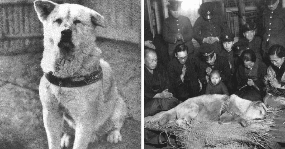 ¡Conoce la historia de Hachikō!, el perro más leal de todos (y que te hará recordar al tuyo)