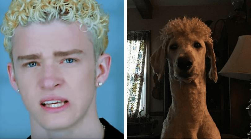 Este perro se parece demasiado a un famoso de los 90 y seguramente ya sabes a cuál