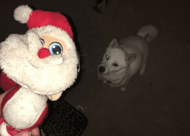 El juguete favorito de este perro era un muñeco de Santa y, al conocer al verdadero, esta fue su reacción