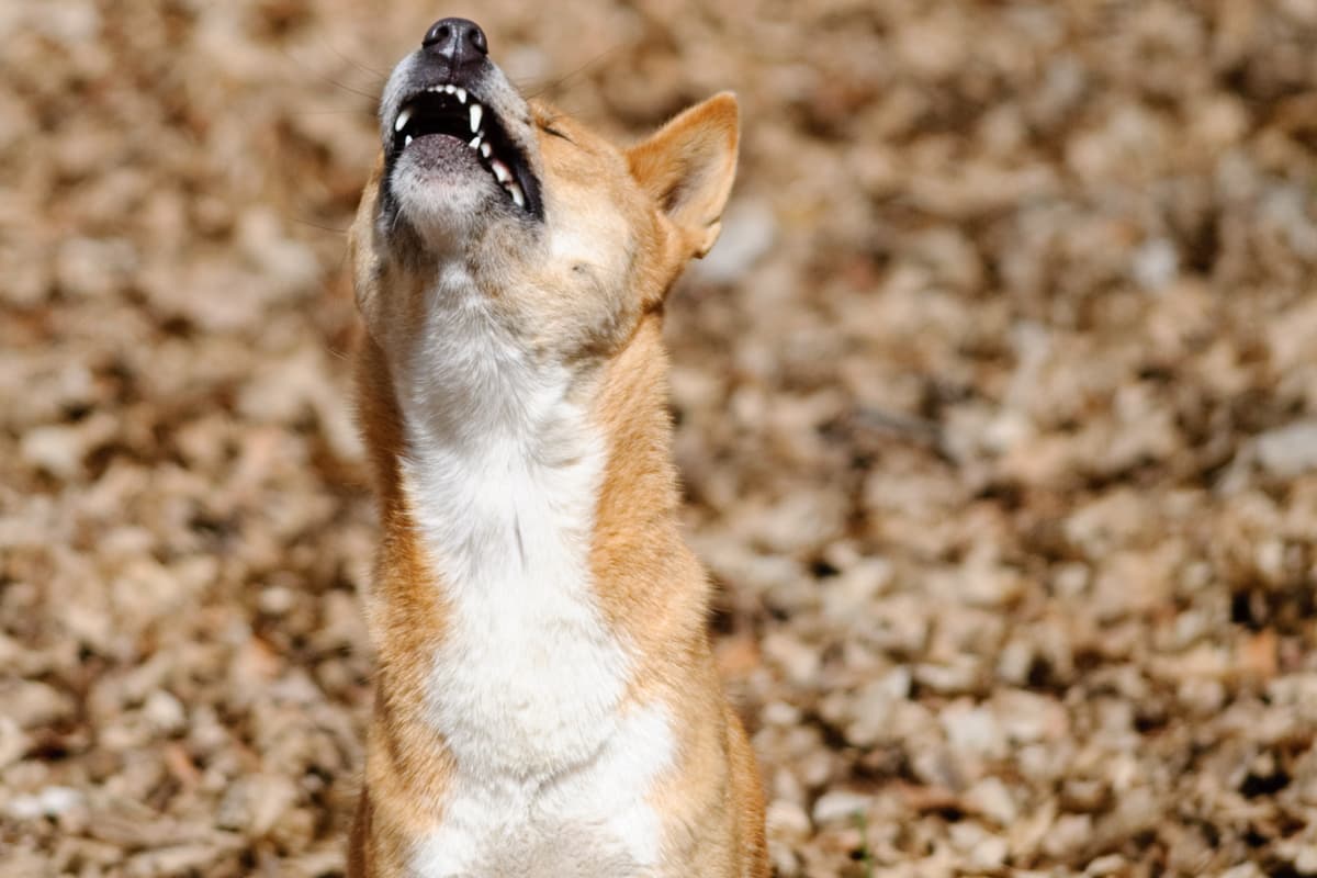 Un extraño perro que se creía extinto apareció después de 50 años y puede…¿cantar?