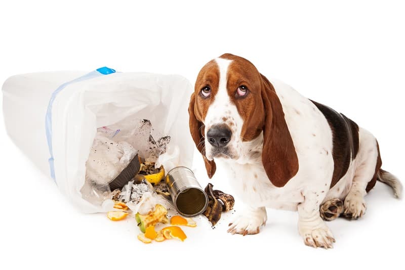 Según la ciencia, este es el verdadero significado de la «mirada de culpa» de los perros