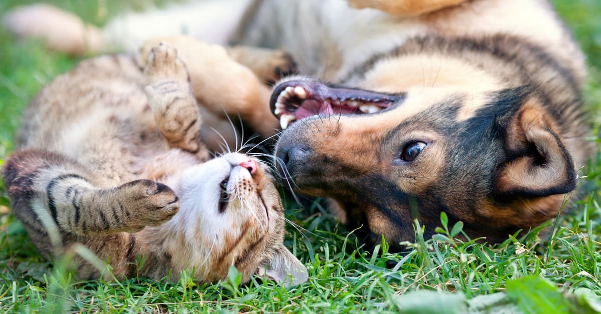 Qué decirle a tu hijo para que comprenda por qué su mascota ya no volverá