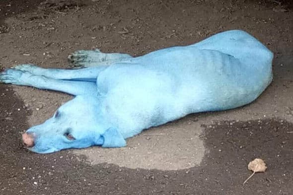Perros azules en la India: qué puedes hacer tú para acabar con la contaminación del agua